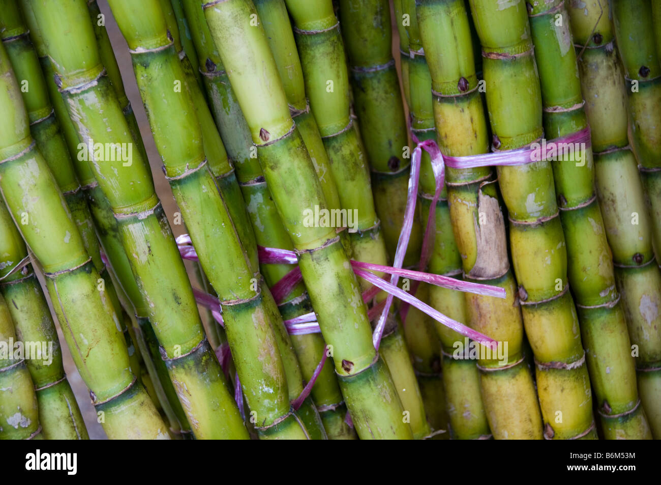 Stalks of sugar cane tied in bundles Stock Photo