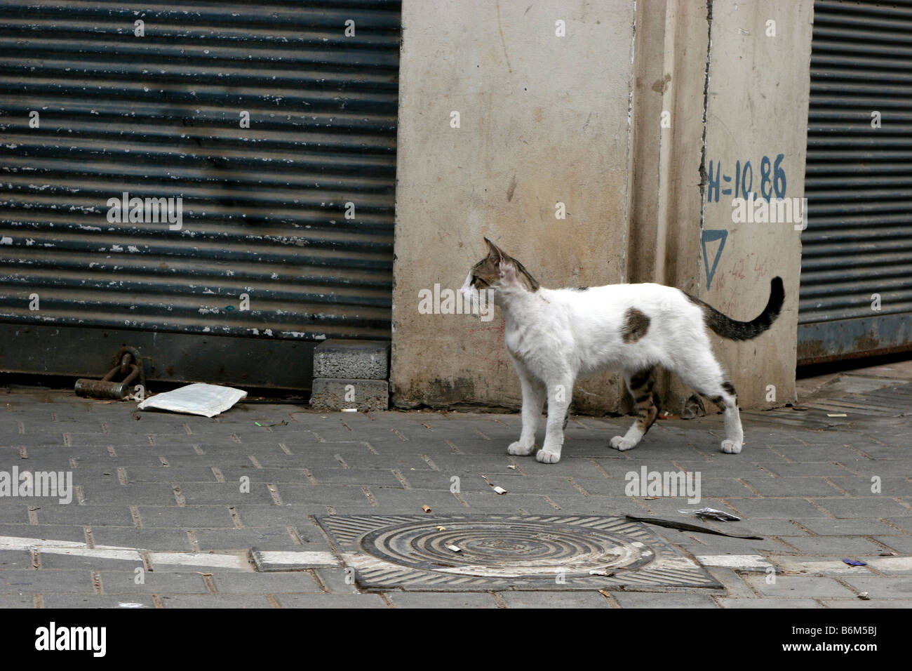 Alley cat High Resolution Stock Photography and Images Alamy