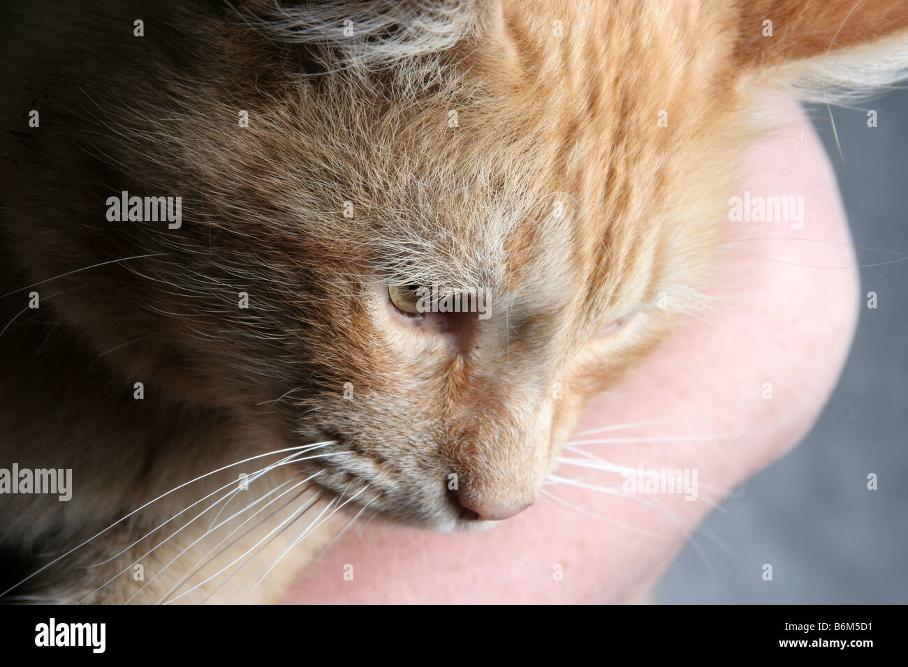 Fragile skin cat hires stock photography and images Alamy