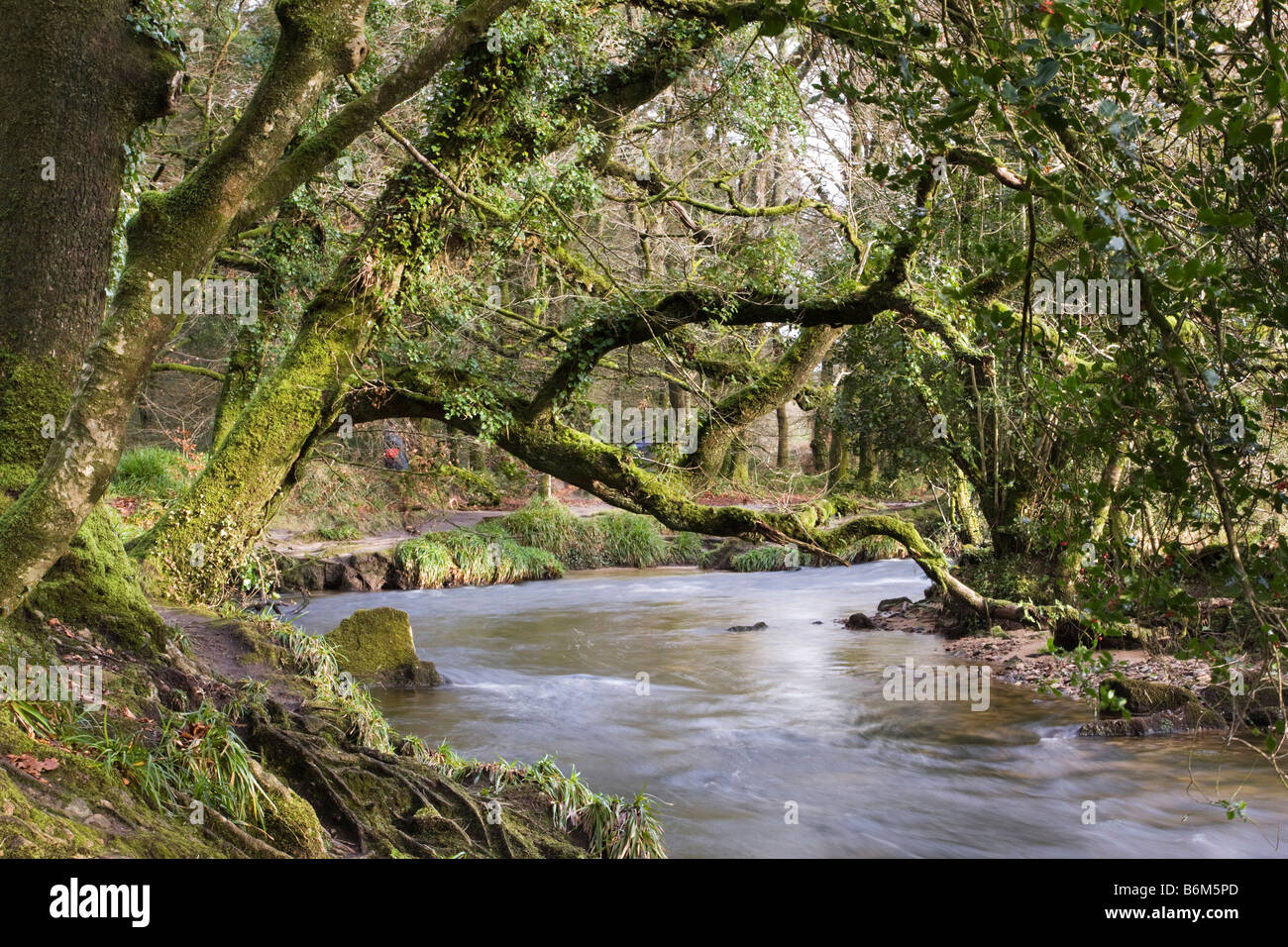 tree branch overhanging a river in winter Stock Photo Alamy