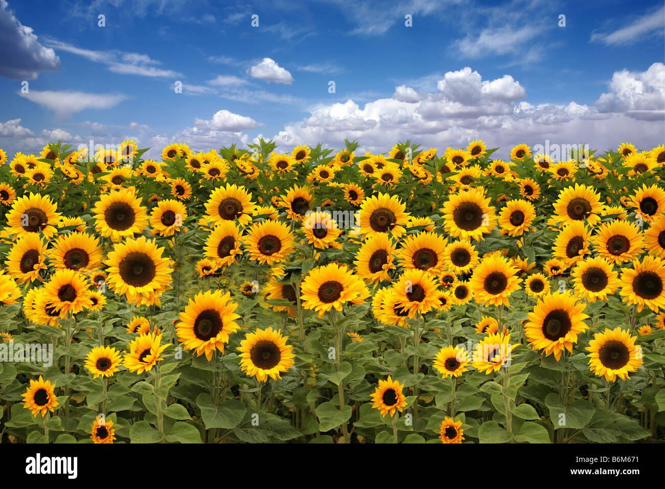Farmland Field of Sunflowers With a Beautiful Sky Stock Photo - Alamy