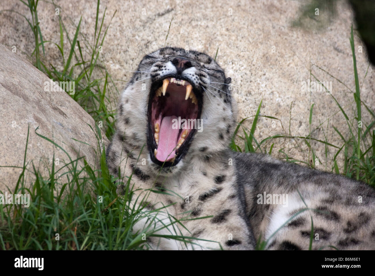 Asian spotted leopard hi-res stock photography and images - Alamy