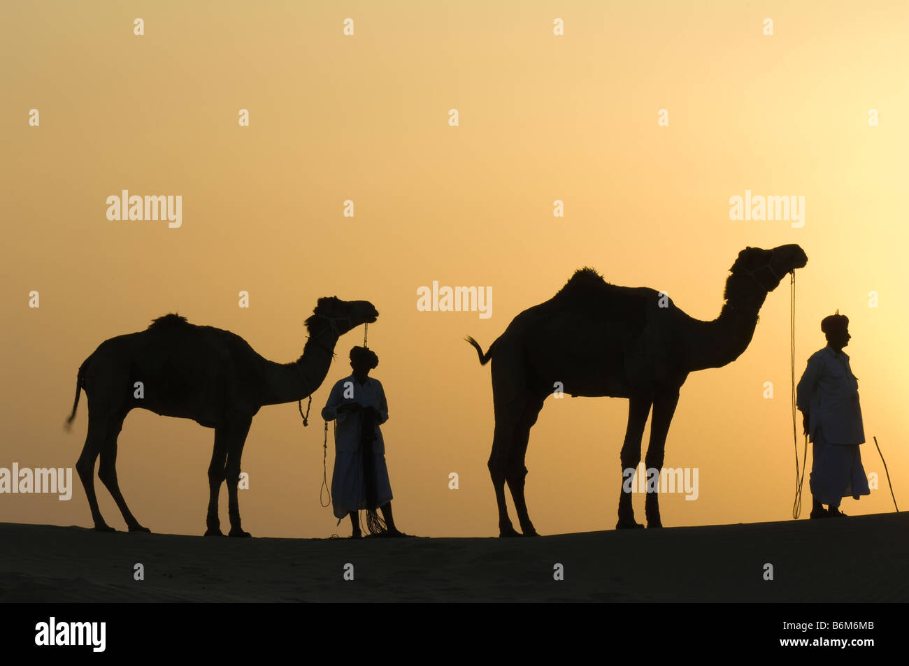 Camels at sunset, Jaisalmer, India Stock Photo