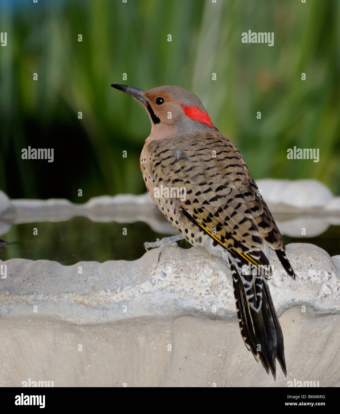 A Yellow-shafted Northern Flicker, Colaptes auratus, drinks from a bird bath. Oklahoma, USA. Stock Photo