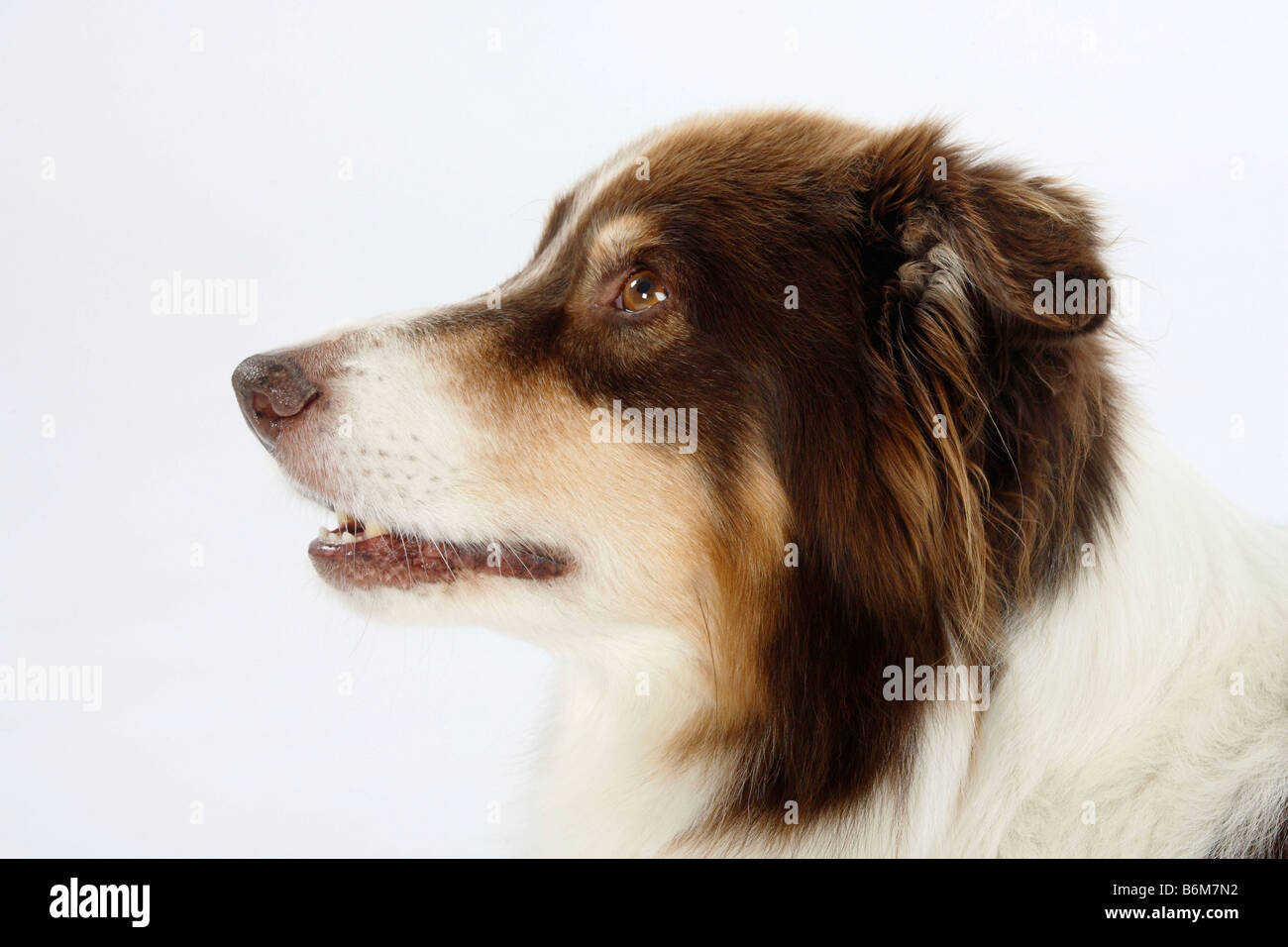 Australian Shepherd 8 years old side profile Stock Photo