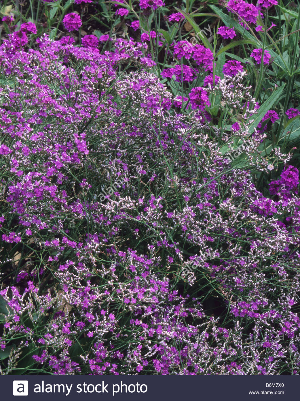 Limonium Latifolium Stock Photos & Limonium Latifolium Stock Images - Alamy