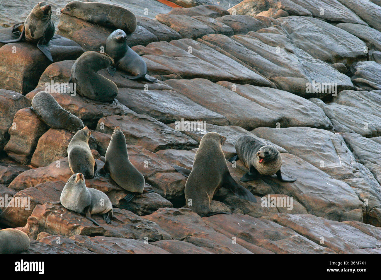 New Zealand Fur Seal Colony Stock Photo