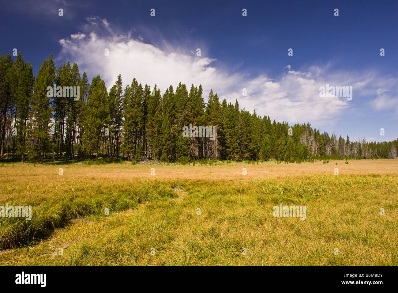 YELLOWSTONE NATIONAL PARK WYOMING USA - meadow in Riddle Lake area Stock Photo