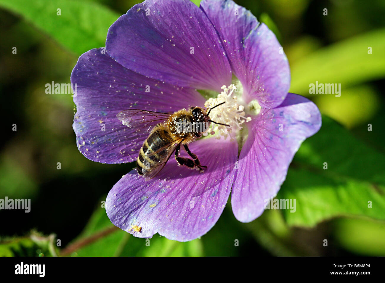 Close-up of a bee collecting pollen on a Hibiscus flower Stock Photo