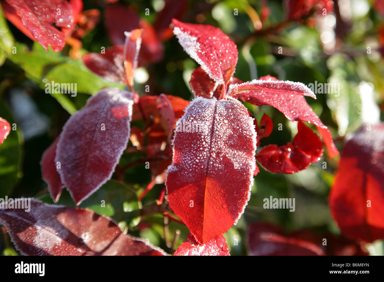hoar frost on foliage Stock Photo