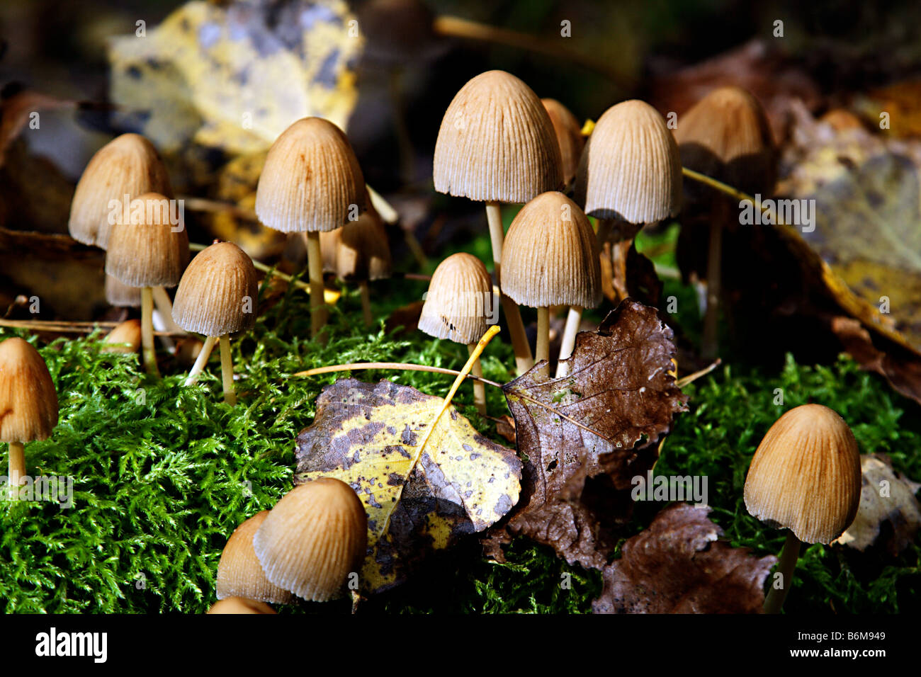 Close-up of some mushrooms growing on wood Stock Photo - Alamy