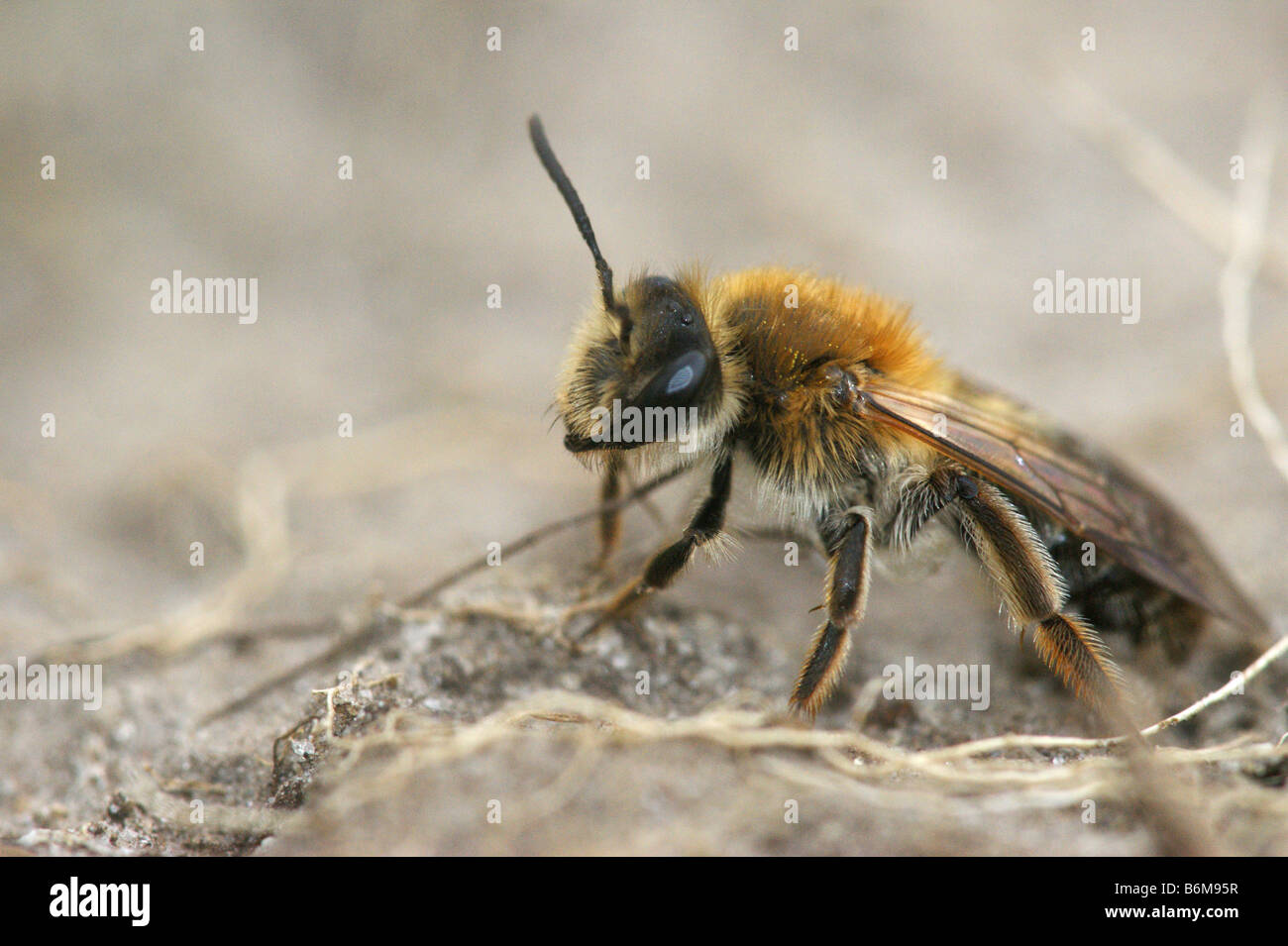 Andrena - Sandbee Stock Photo