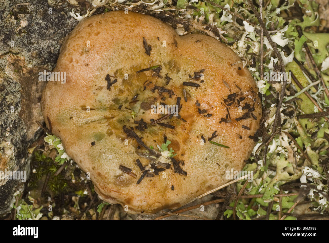 Red pine mushroom seen from above Stock Photo