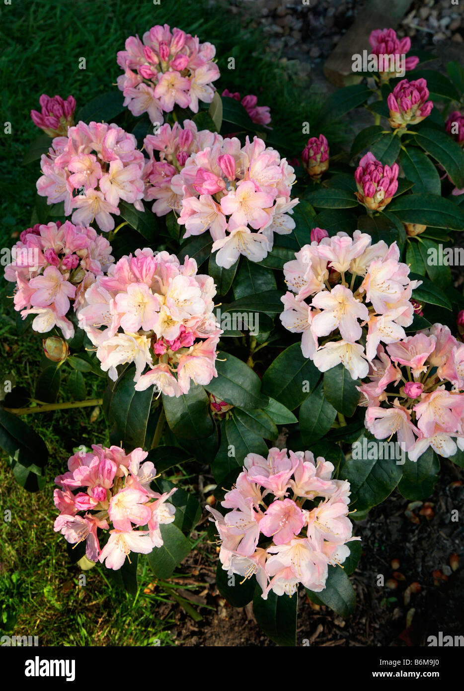 Rhododendrons in gardens hi-res stock photography and images - Alamy