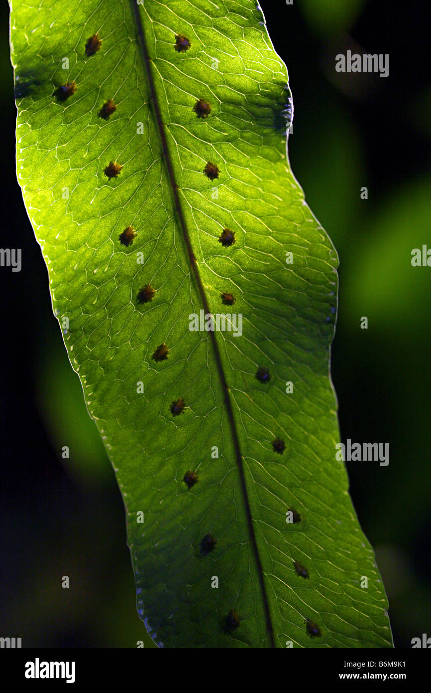 Close-up of a green fern leaf Stock Photo