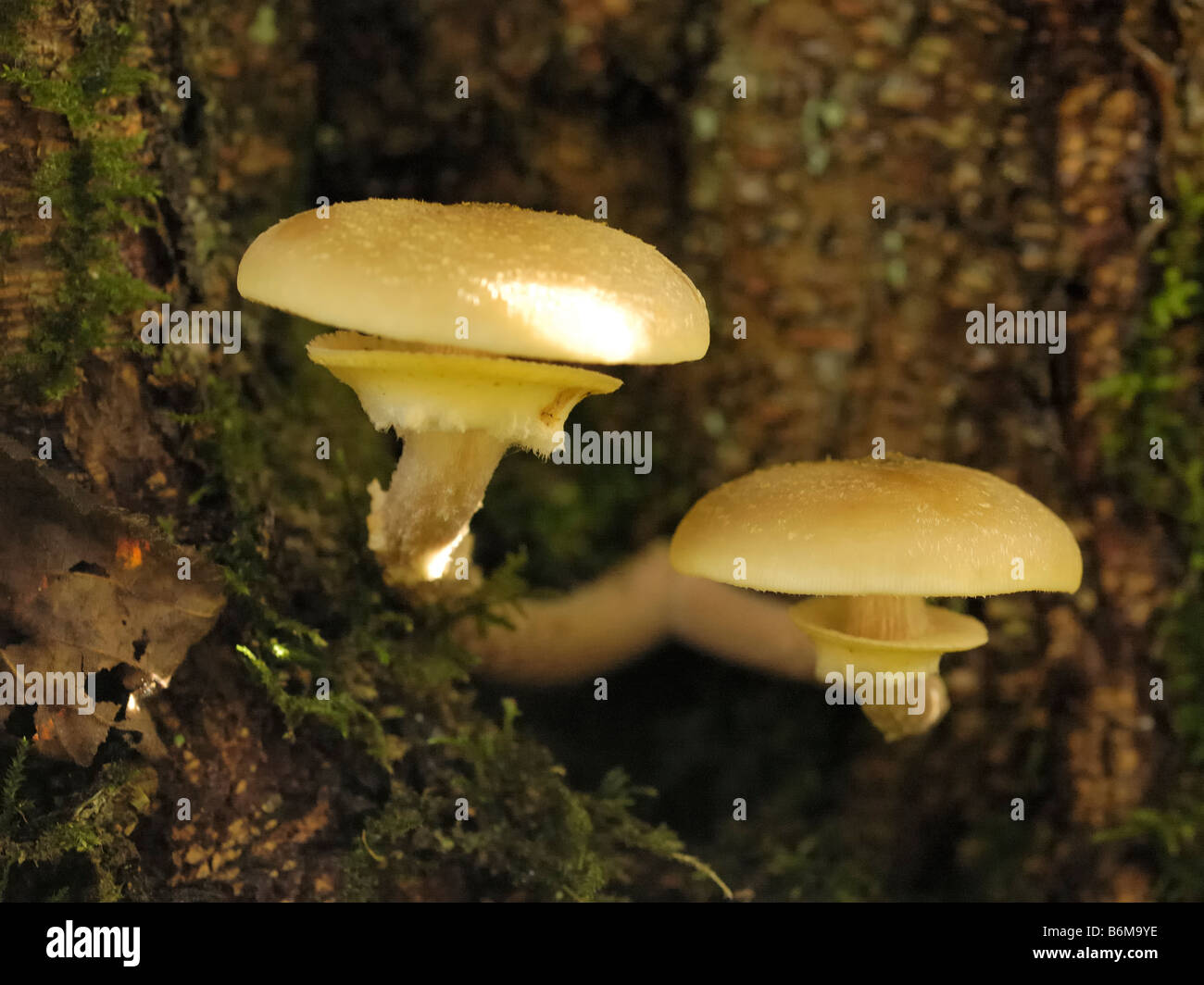 Tree fungus disease hi-res stock photography and images - Alamy