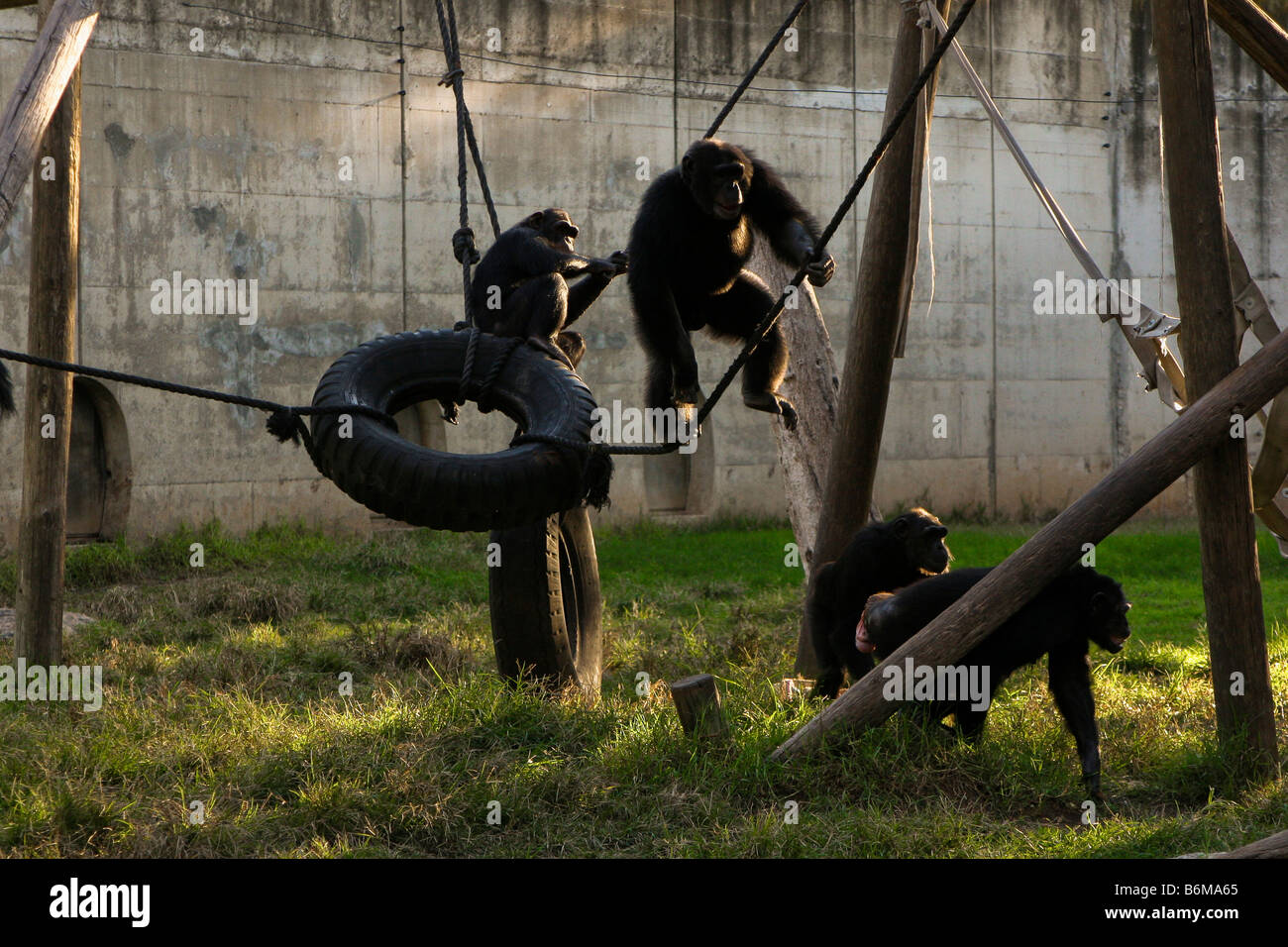Gorilla and Chimpanzee playing in a cage Stock Photo