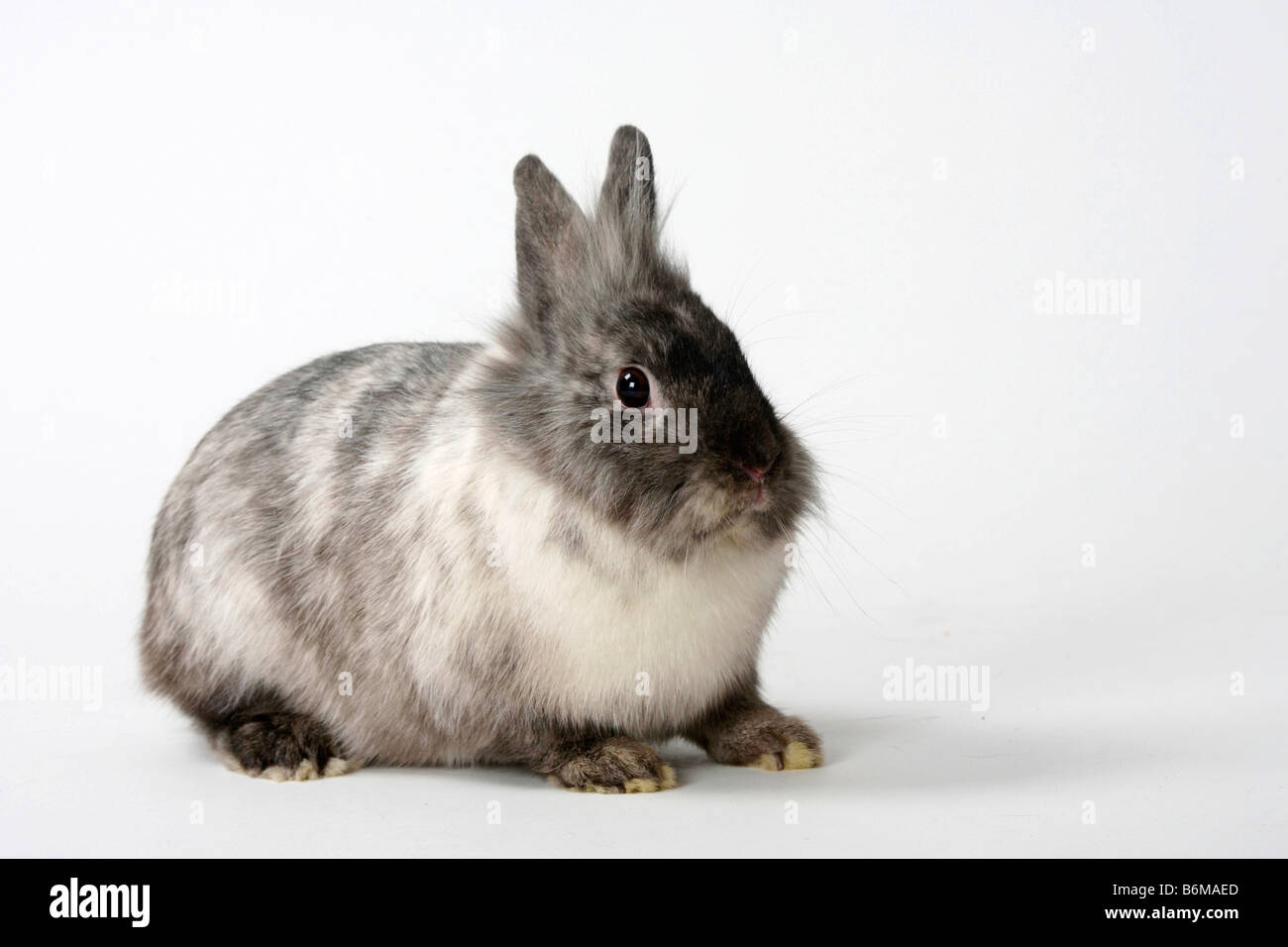 Lion maned Dwarf Rabbit rhon Domestic Rabbit rhön Stock Photo - Alamy