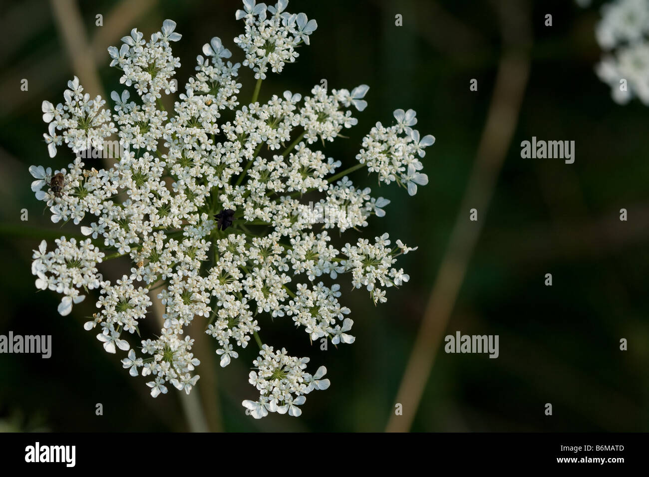 Close up of Queen Anne's Lace (Daucus carota) Stock Photo