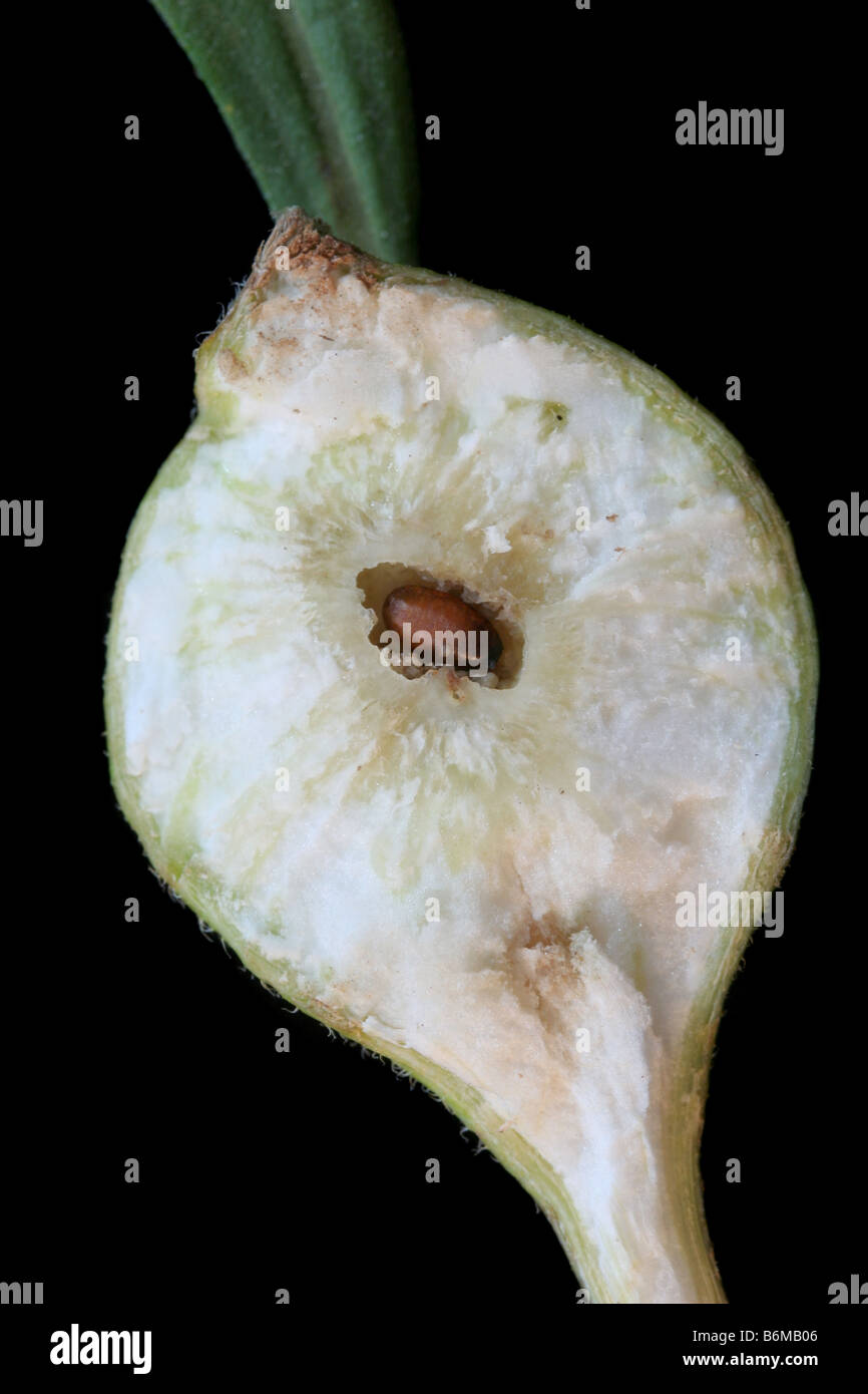 Cross section of a gall in goldenrod with pupa of the goldenrod gall fly parasitized by a wasp (Eurytoma obtusiventris). Stock Photo