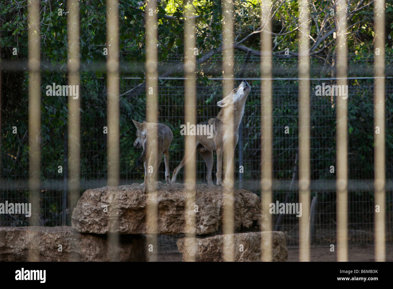 Two Arabian wolves Canis lupus arabs in a cage Stock Photo
