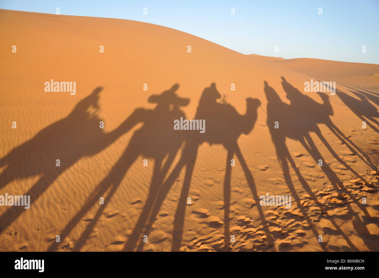 Shadows of camels in Sahara desert Merzouga, Morocco Stock Photo