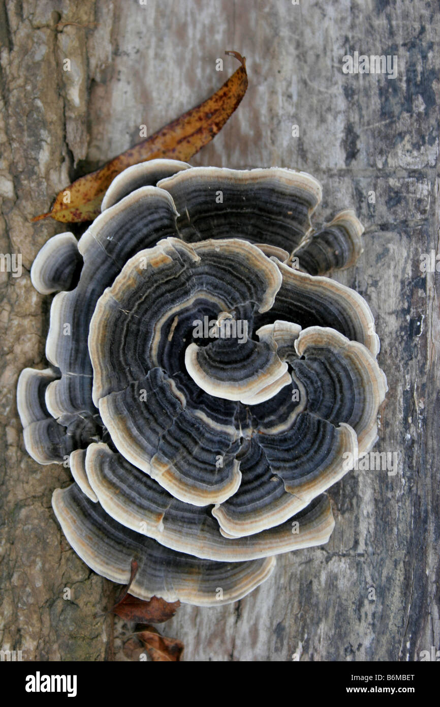 Turkey Tail mushroom on dead tree, James river Stock Photo