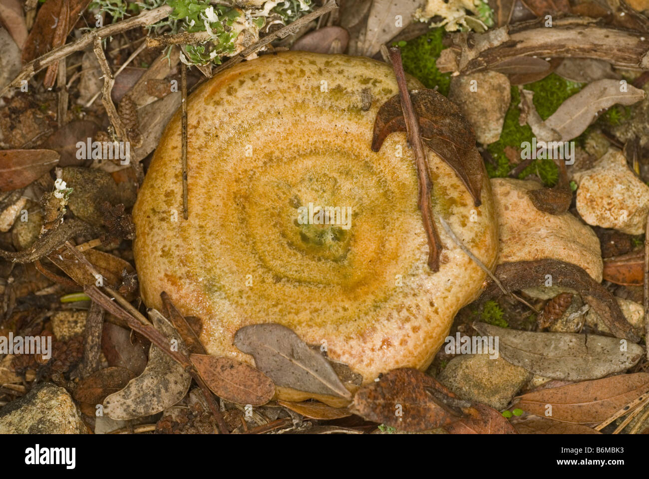 Red pine mushroom seen from above Stock Photo