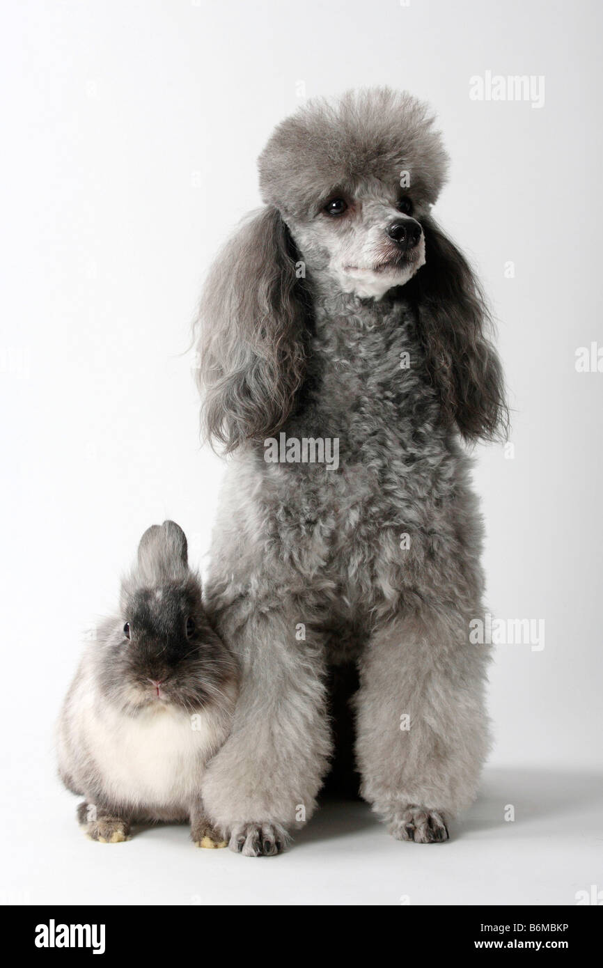 Are Poodles Good With Rabbits