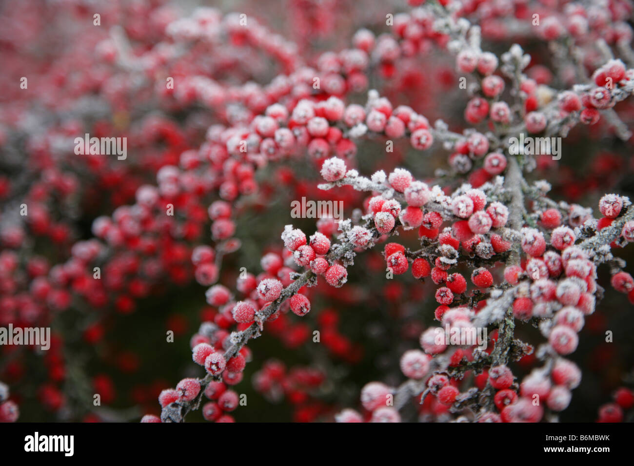 Cotoneaster berries covered in frost Stock Photo