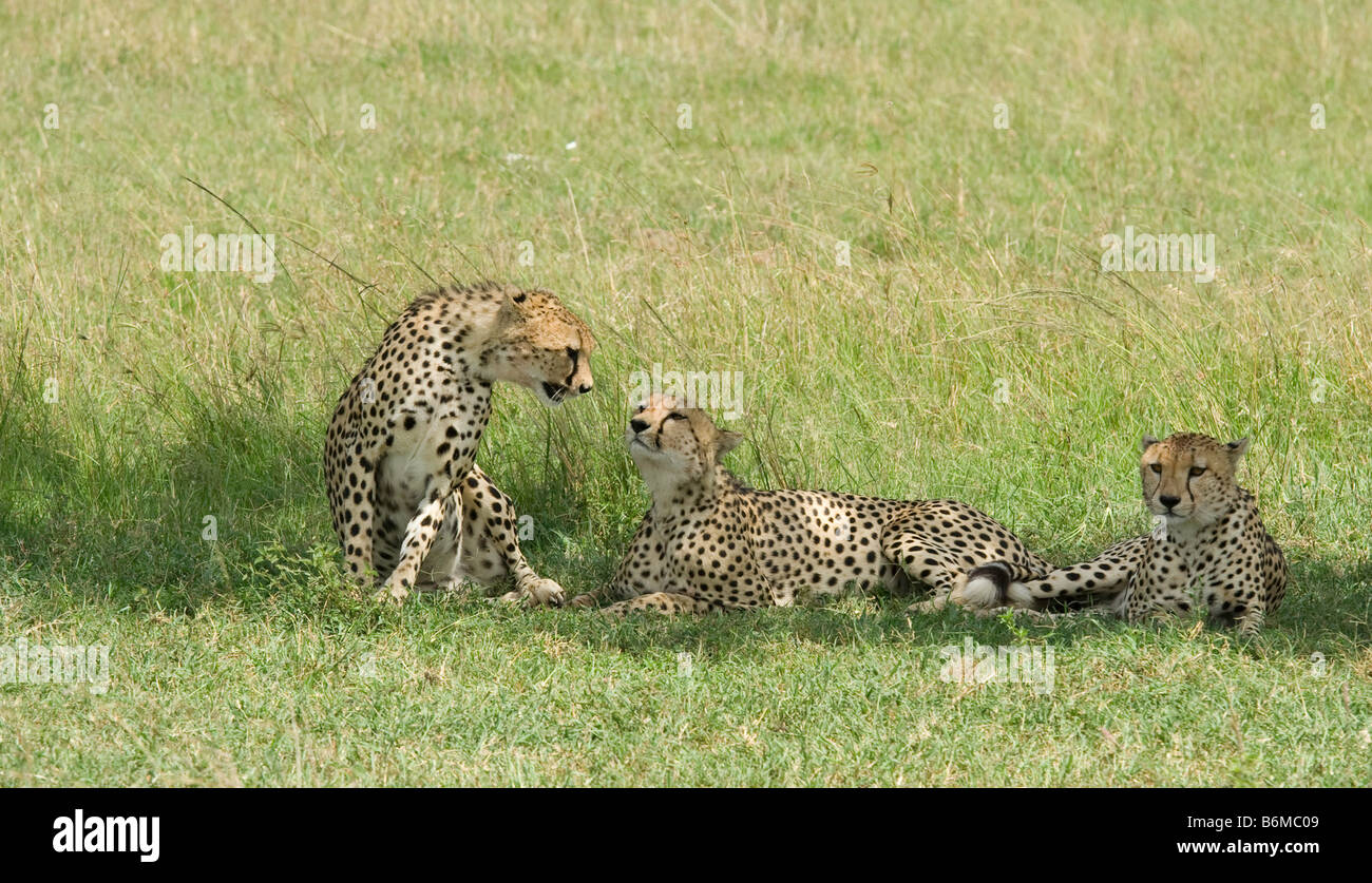 Three male Cheetah's resting in the shade Stock Photo
