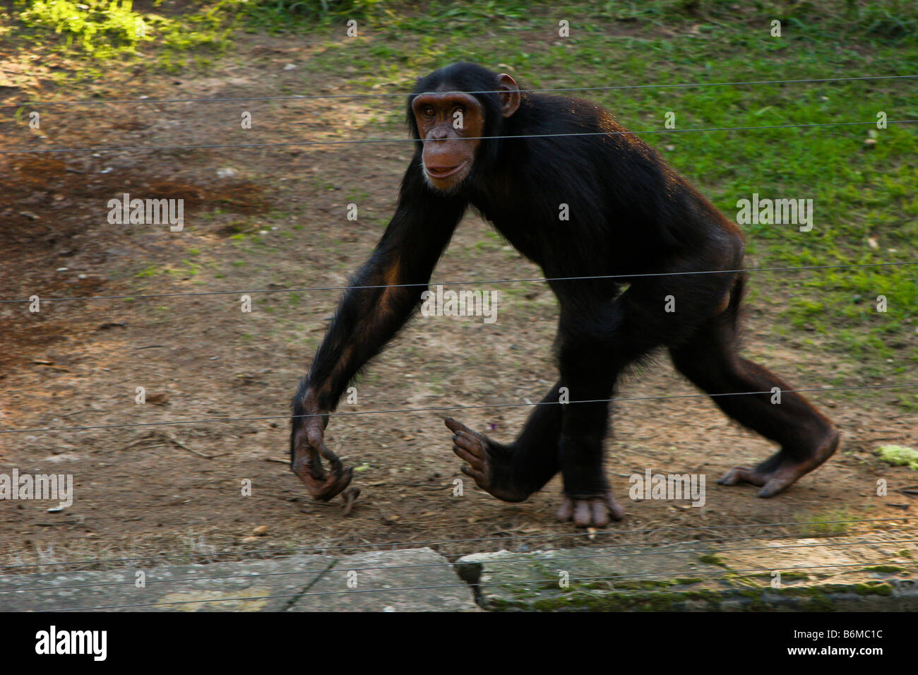 Chimpanzee behind a fence Stock Photo - Alamy