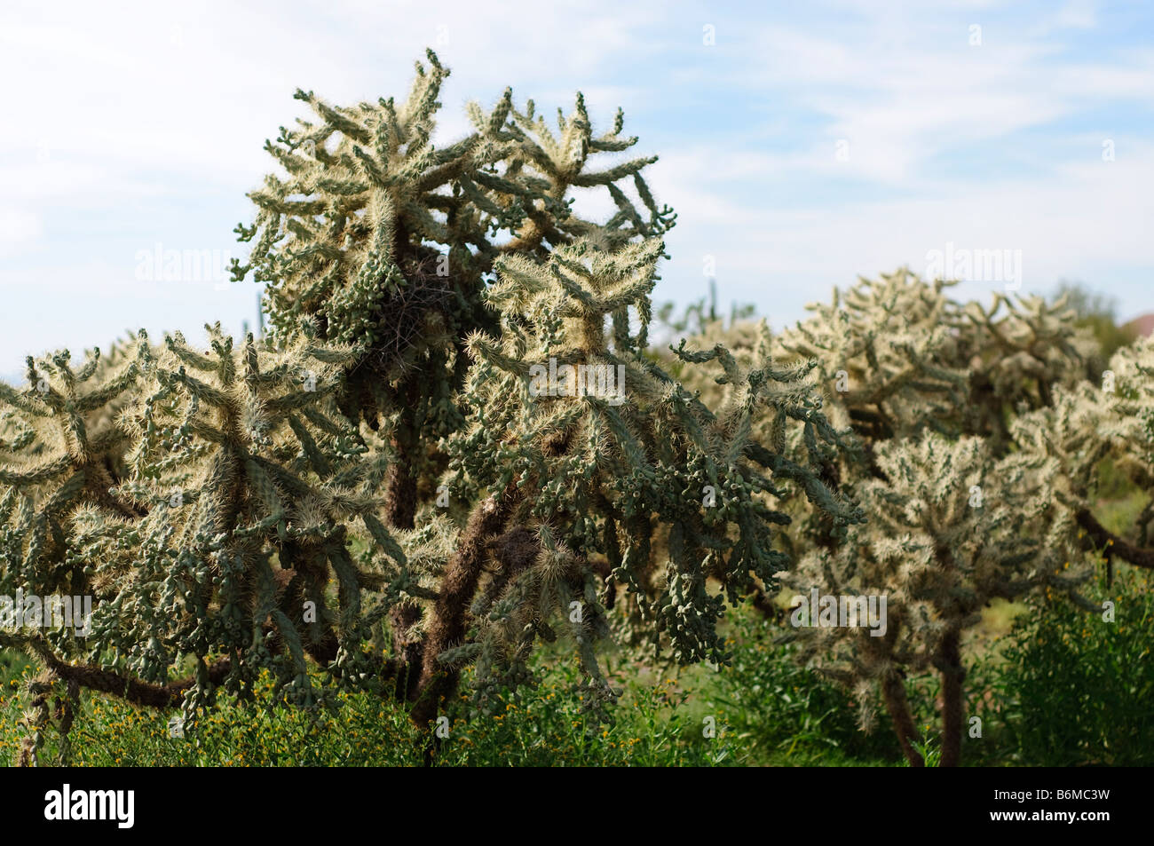 Forest of jumping cholla in a bed of fiddleneck wildflowers Stock Photo