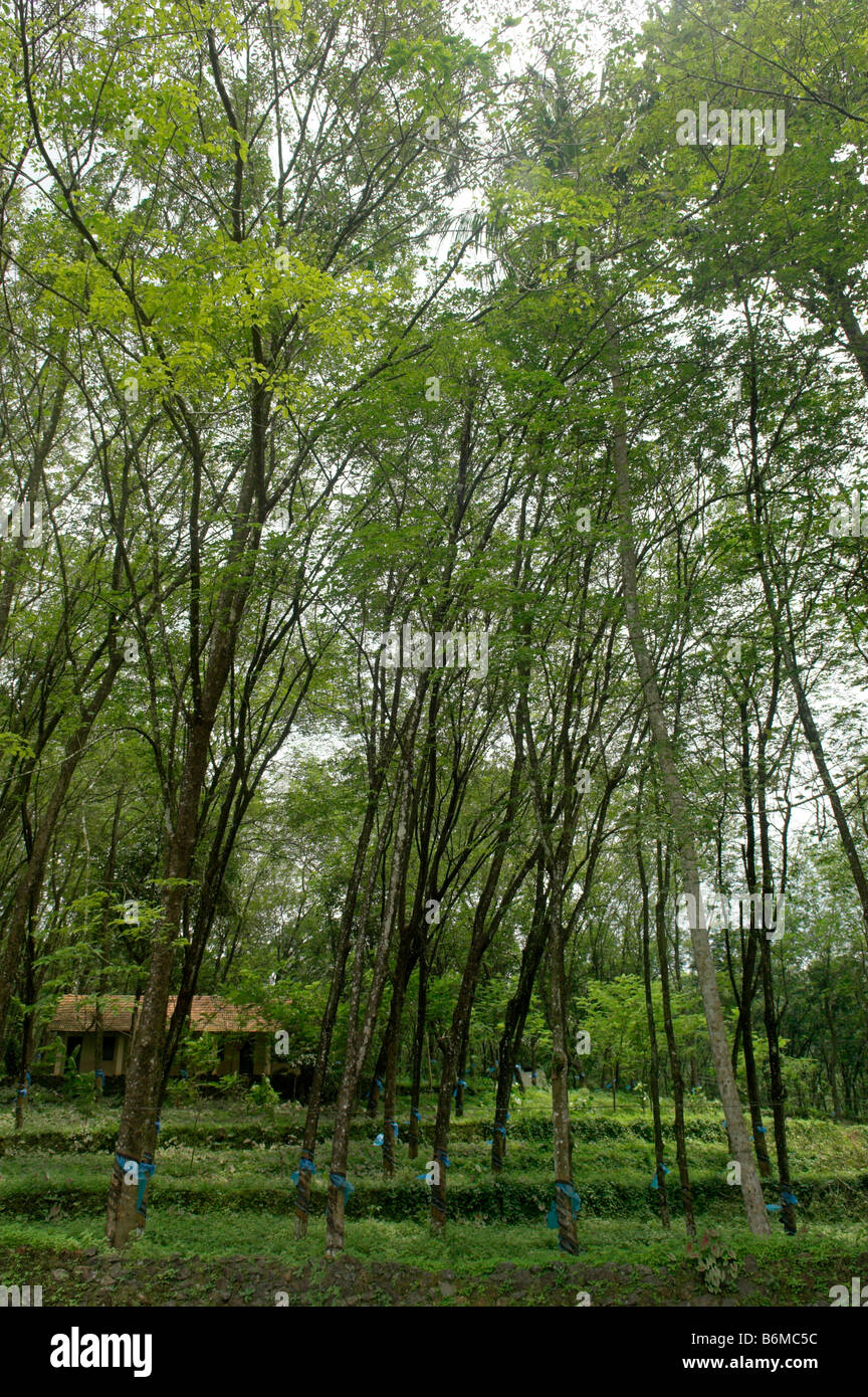 Rubber tree Hevea brasiliensis plantation in the Western Ghats region of Kerala India Stock Photo