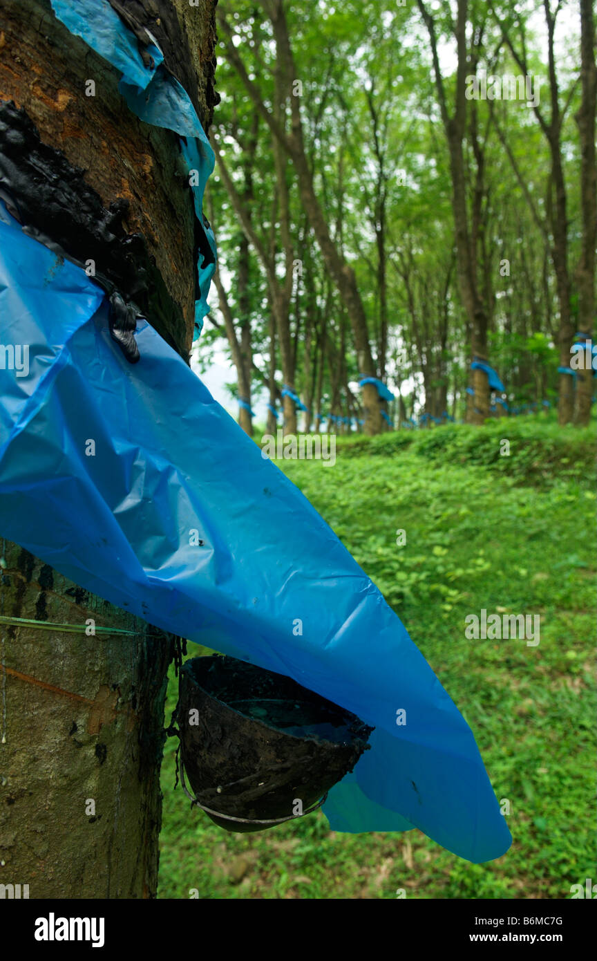 Rubber tapping from Hevea brasiliensis rubber trees with plastic to