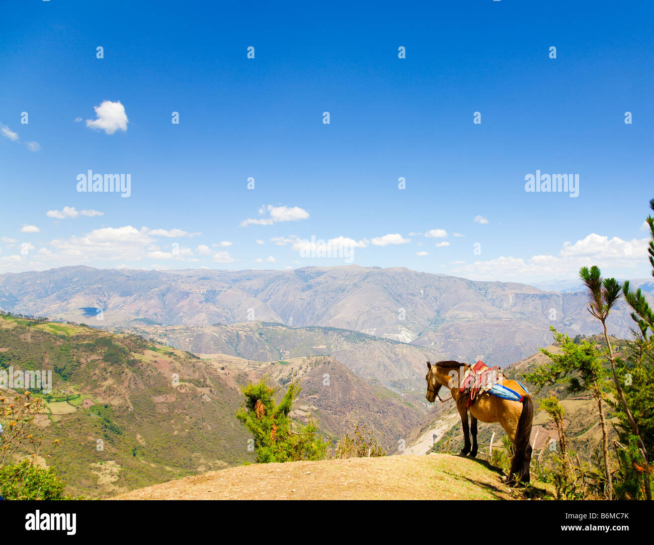 Mule and the Andes Stock Photo