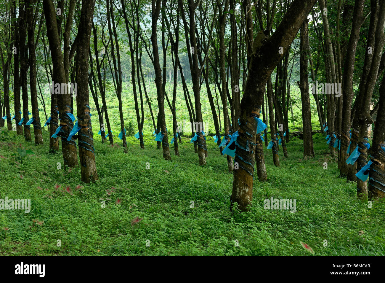 Rubber tree Hevea brasiliensis plantation with tapping to collect latex in the Western Ghats region of Kerala India Stock Photo