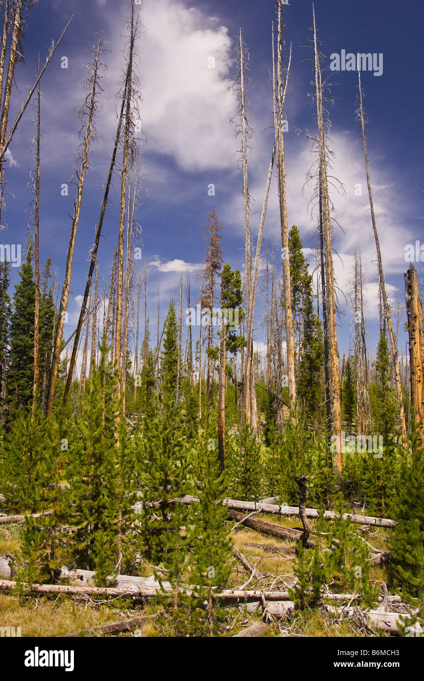 YELLOWSTONE NATIONAL PARK WYOMING USA - Forest in Riddle Lake area Stock Photo