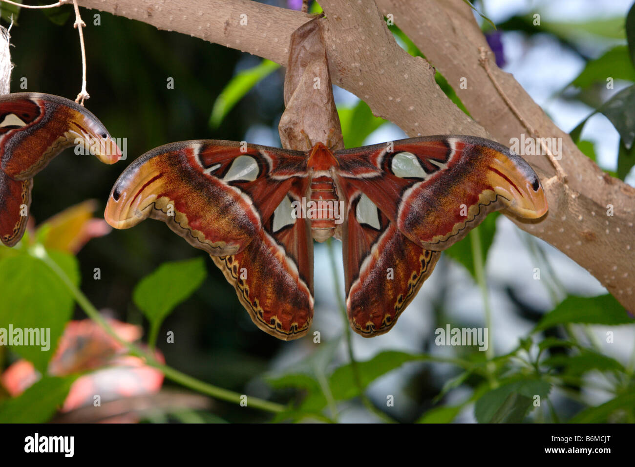 Giant Atlas Moth Attacus atlas on cocoon photographed in captivity Stock Photo