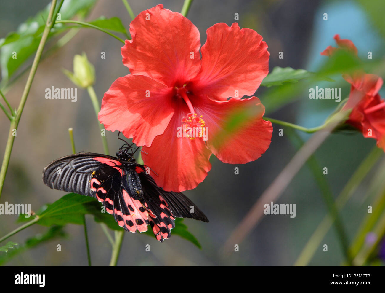 Scarlet Swallowtail butterfly Papilio rumanzovia on red flower photographed in captivity Stock Photo