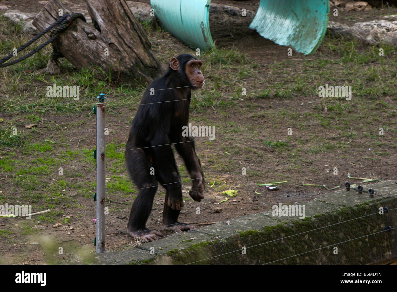 Chimpanzee behind a fence Stock Photo - Alamy