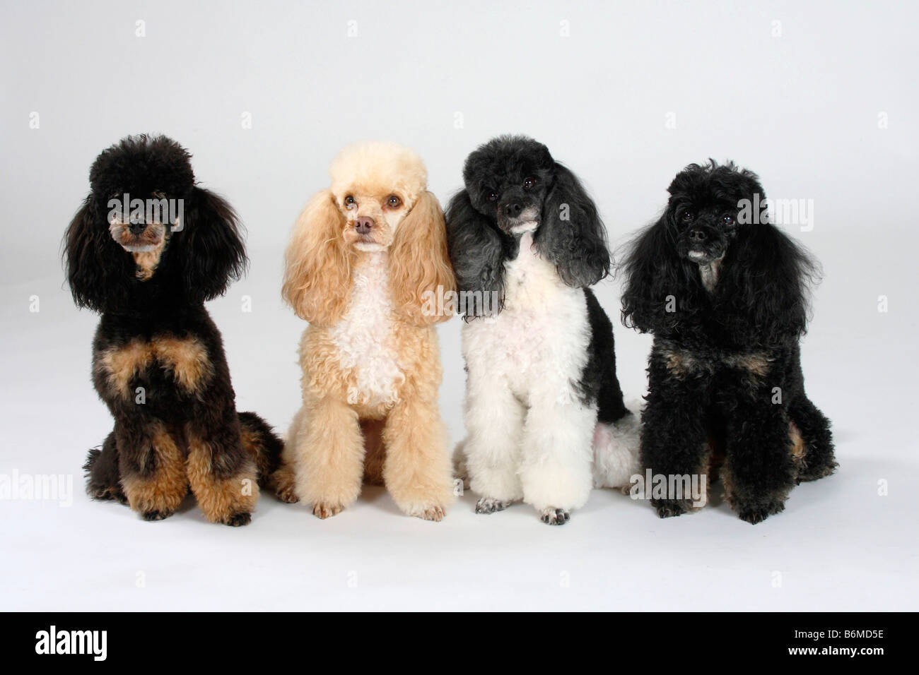 Black tan best sale poodle