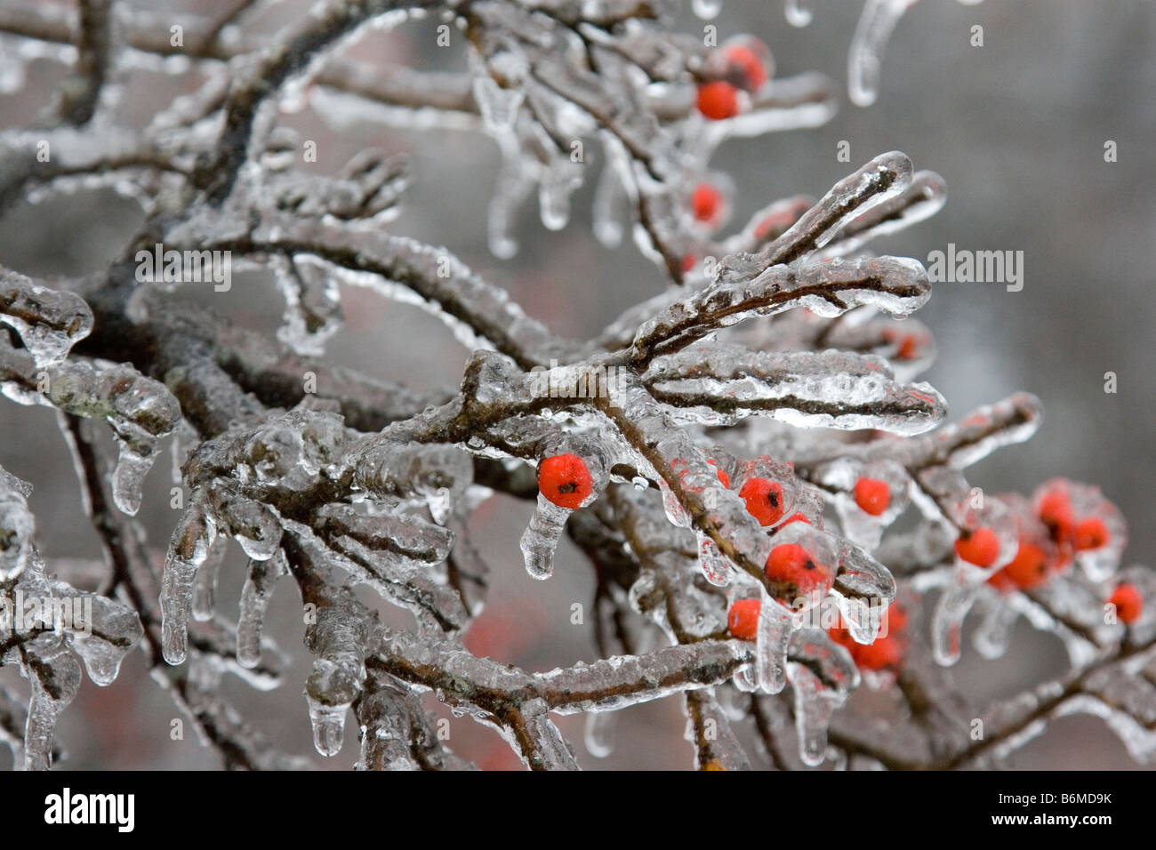 Usa freezing rain trees hi-res stock photography and images - Alamy