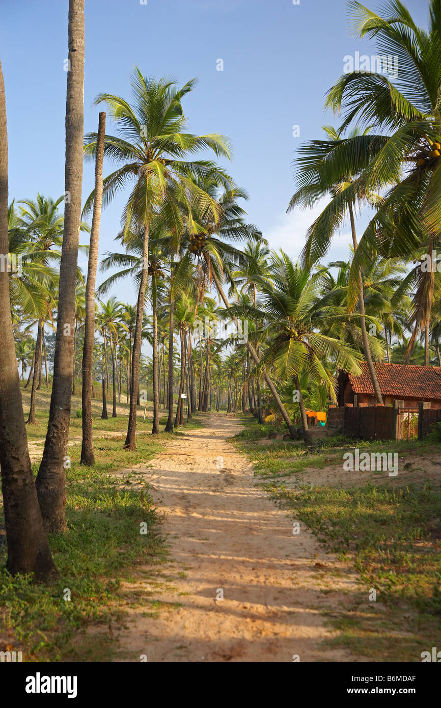 Coconut Trees Arambol Beach, Goa, India Stock Photo Alamy