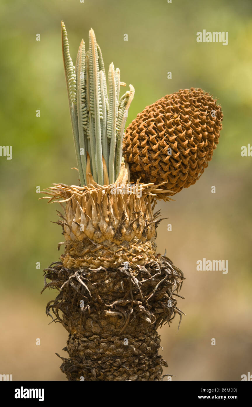 Australian Cycad (Cycas armstrongii) newly emerging leaves and male cone produced at apex of trunk Northern Territory Australia Stock Photo