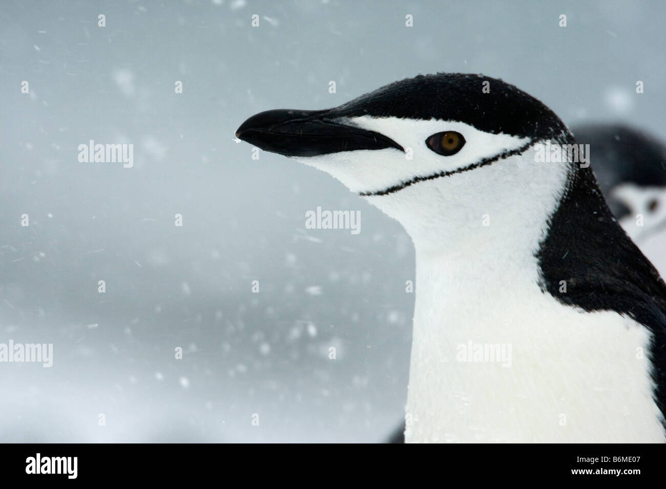Close-up horizontal portrait of a Chinstrap Penguin in a snowstorm in South Orkney Islands of Antarctica. Stock Photo