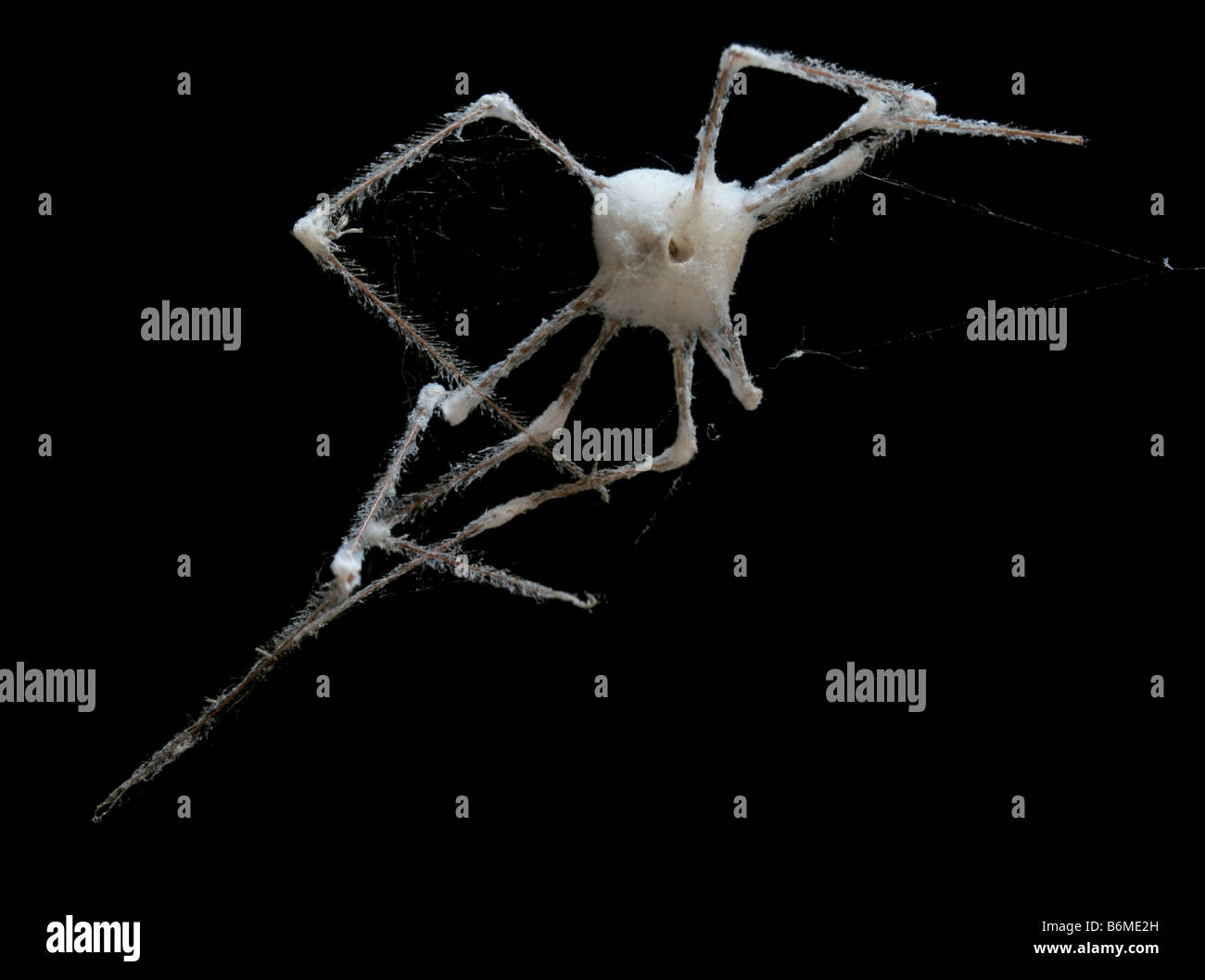 Spider consumed by parasitic fungus Stock Photo
