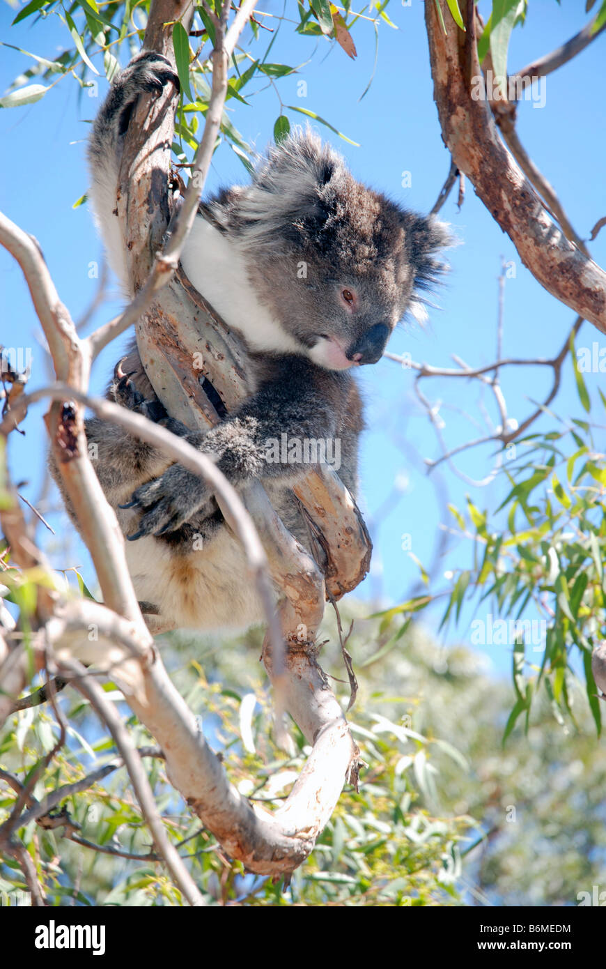 Koala sitting in tree hi-res stock photography and images - Alamy