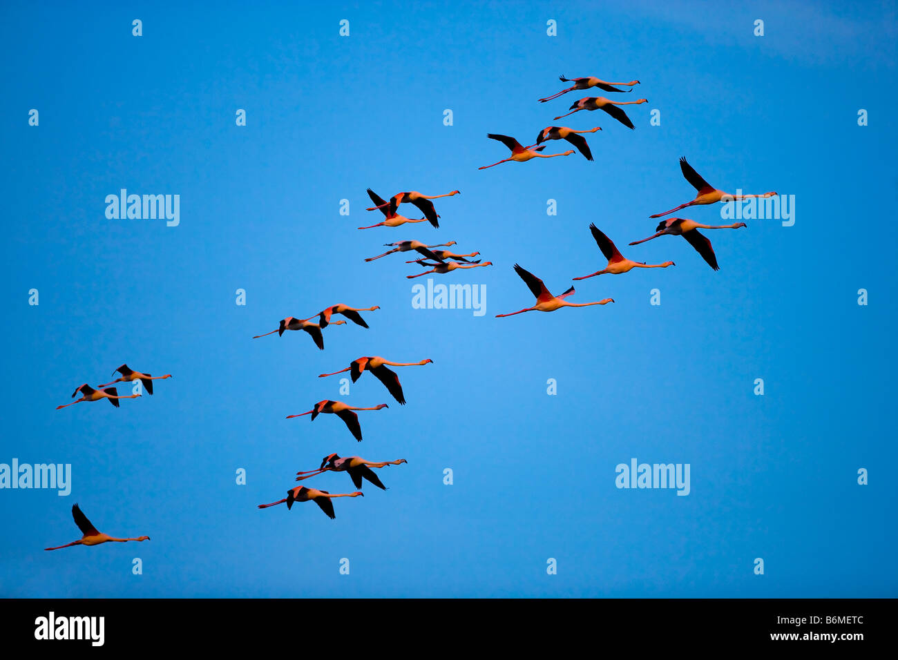 Flamingos in flight, Provence, France Stock Photo