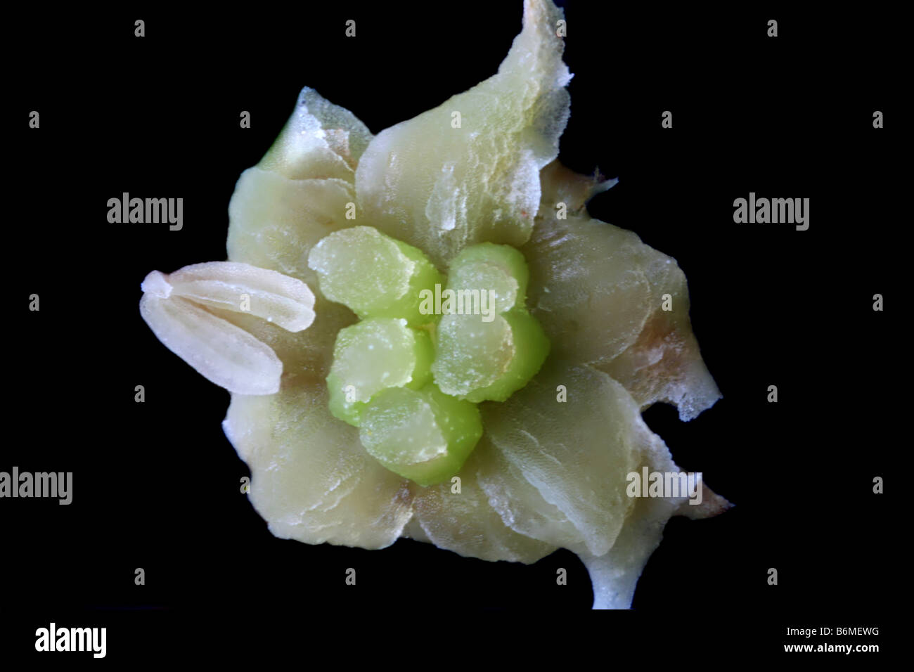 A single female flower of Amborella trichopoda. Stock Photo